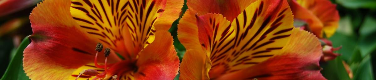 Artificial Alstroemeria Flowers